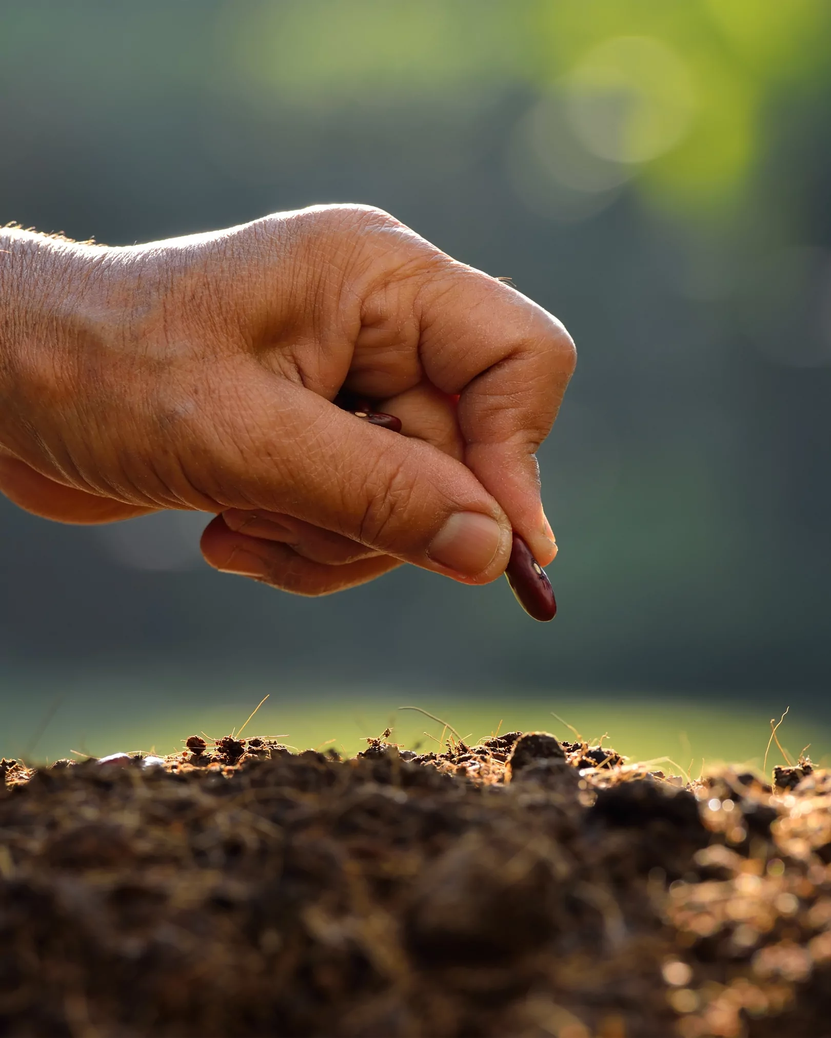 Permaculture at MamiChurro
